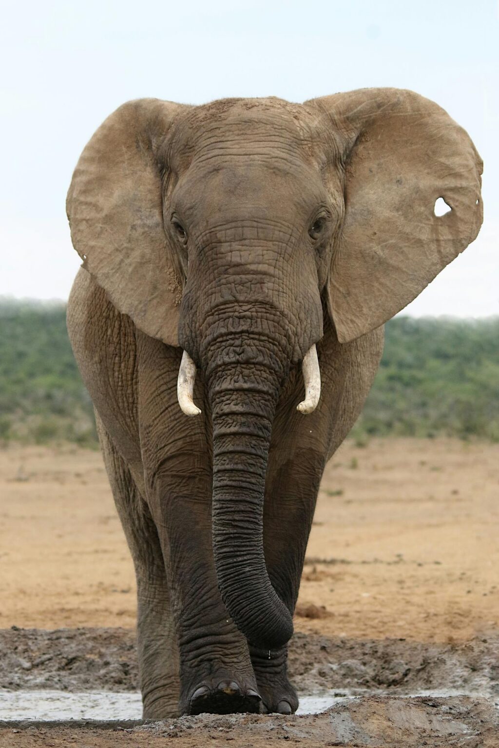 Addo