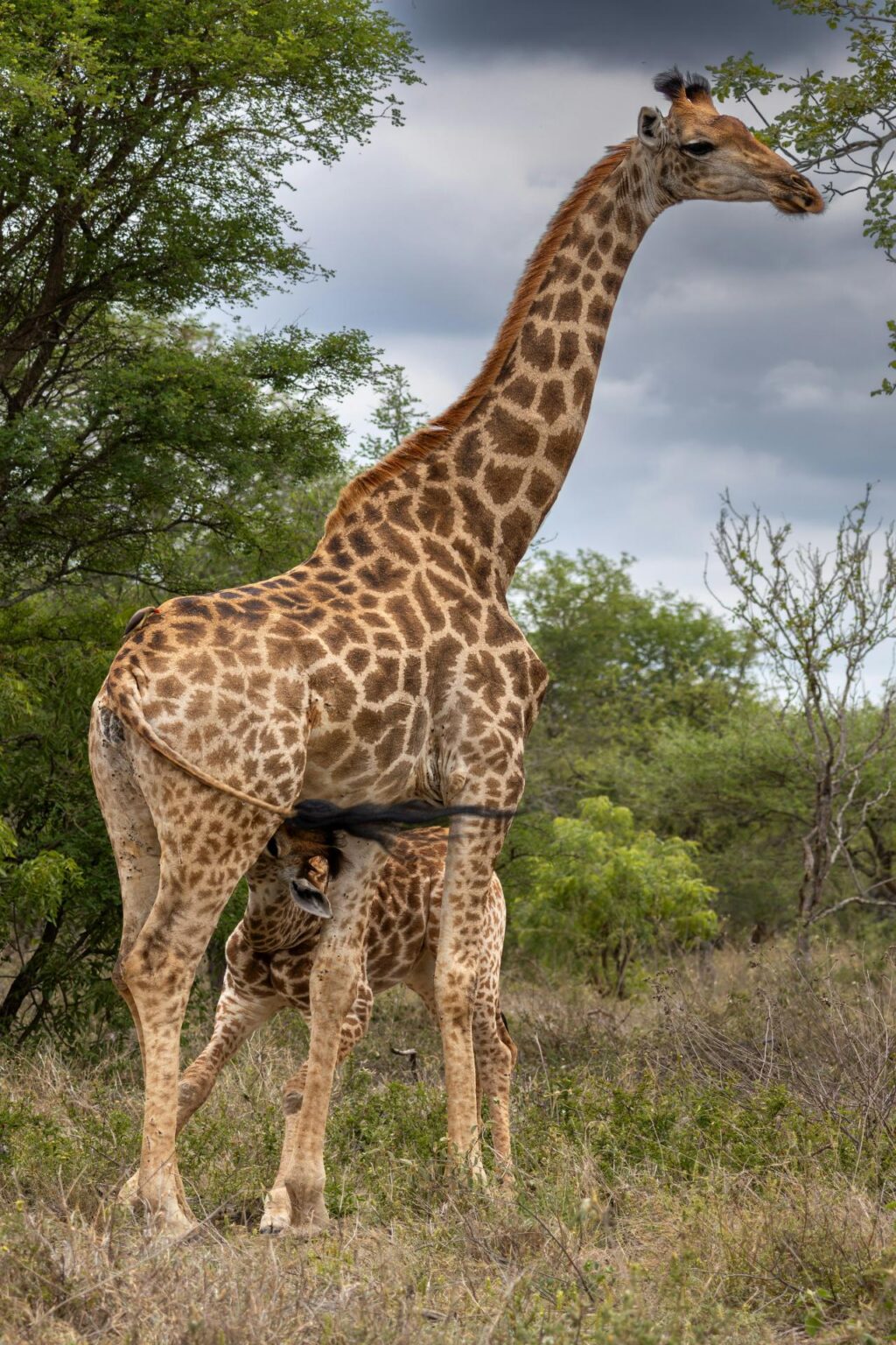 Kruger Park