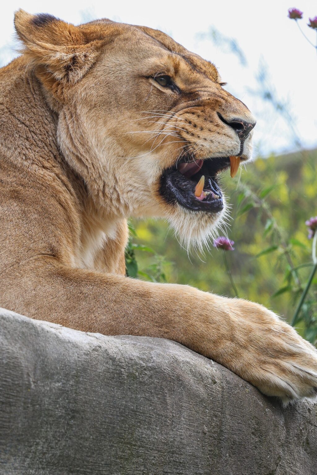 Kruger Park